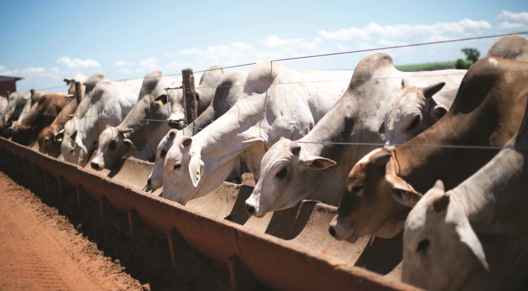 Fazenda Santa Rosa, onde Campanelli cria gado confinado. Foto: Emiliano Capozoli